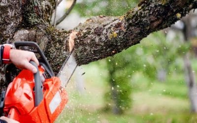 Tree Care and Gardening Services in Dublin’s Southwest