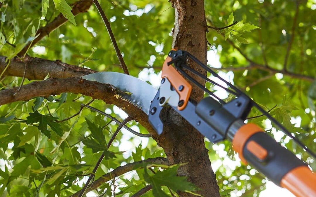 Tree Pruning Dublin