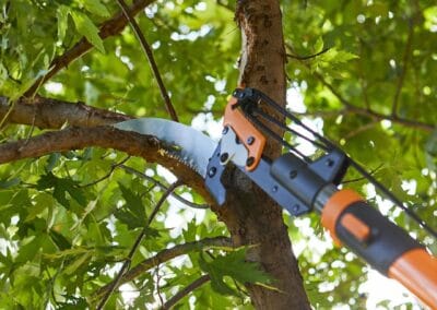Tree Pruning Dublin