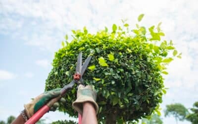Seasonal Maintenance Guide By 5Star Tree Care
