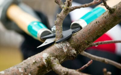 Tree Care , Garden & Pressure Washing Services Dublin